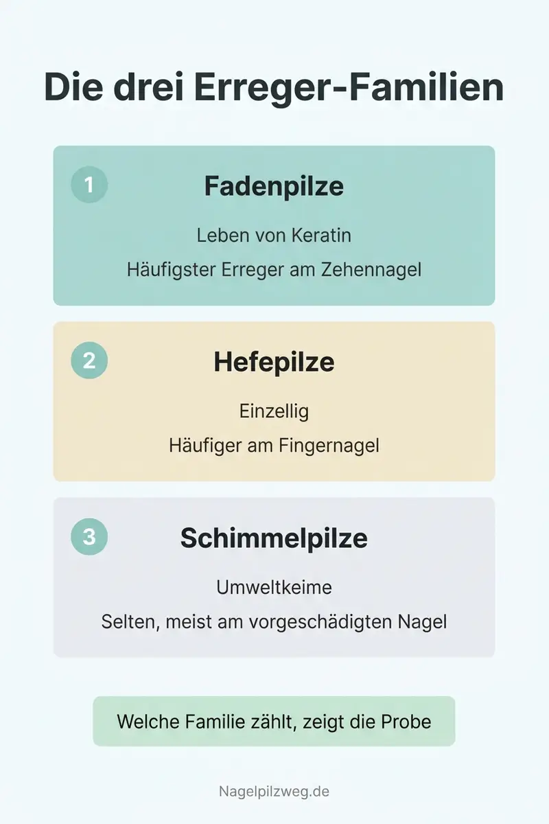 Infografik: Die drei Erreger-Familien bei Nagelpilz im Vergleich