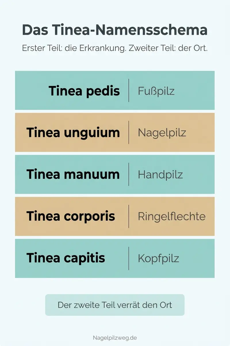 Infografik: Das Tinea-Namensschema nach Körperregion